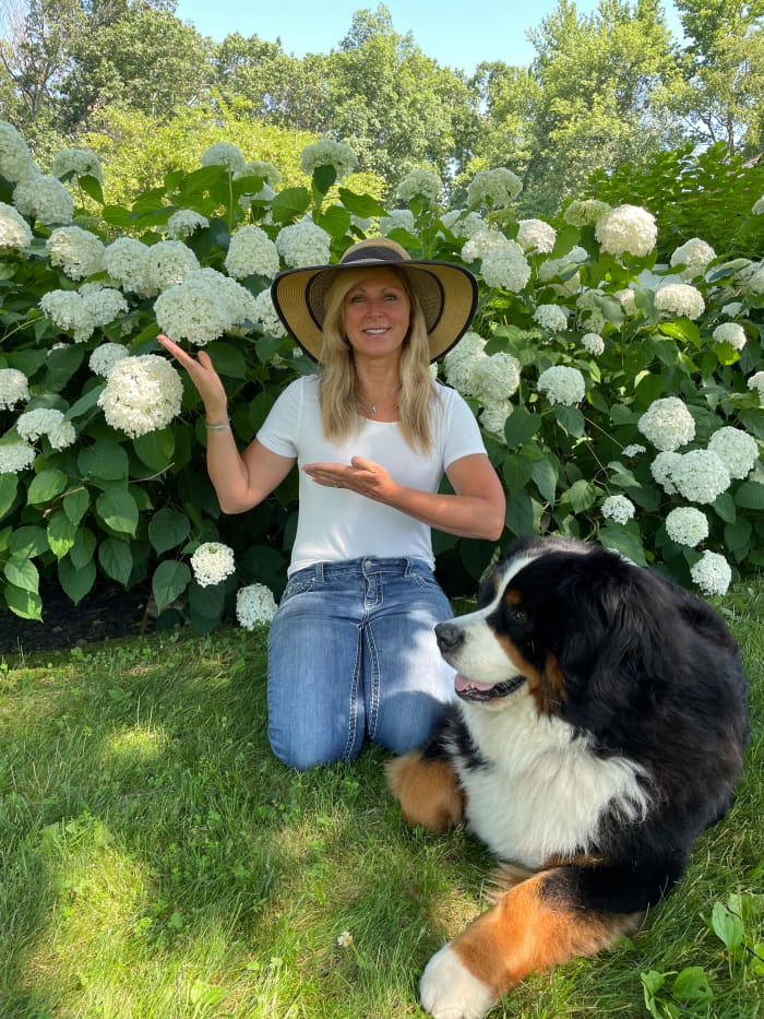 Installing a tomato or peony cage in early spring can help prevent fallen hydrangea blooms in the first place!