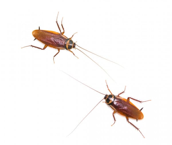 10 Non-Toxic Ways to Eliminate Roaches - Dengarden