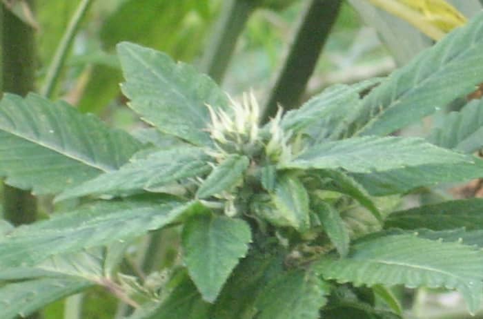 I couldn't resist taking this picture of my neighbor's garden a couple of years ago, when I discovered among his tomatoes were miniature marijuana plants, only a foot tall but with some juicy buds!