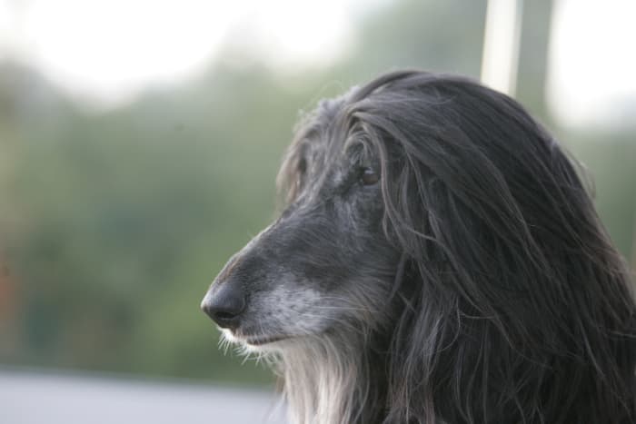 A black haired Afghan hound with a cream colored beard. Personally, I think he looks like an adorable fuzzy grandpa.