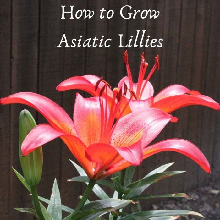 How to Grow Asiatic Lilies Dengarden
