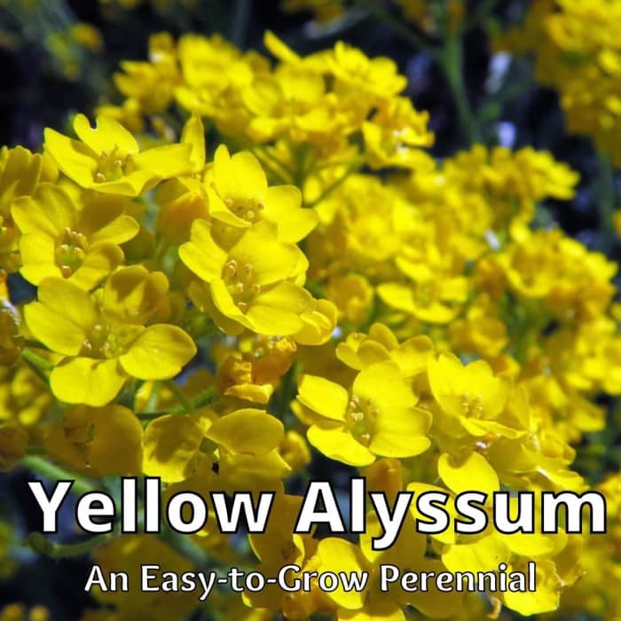 This particular little perennial is my favorite simply because it is so worry-free and wonderful in so many ways.