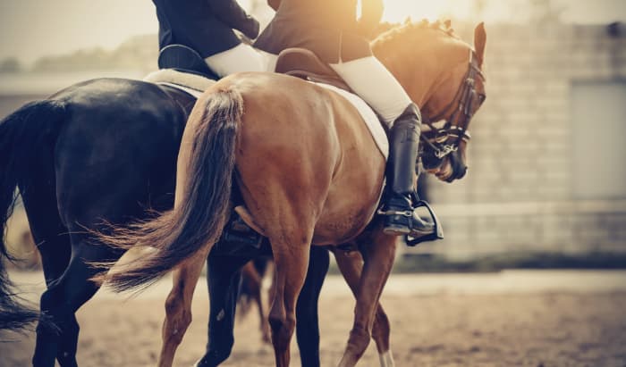 Руководство для начинающих по аксессуарам для лошадей