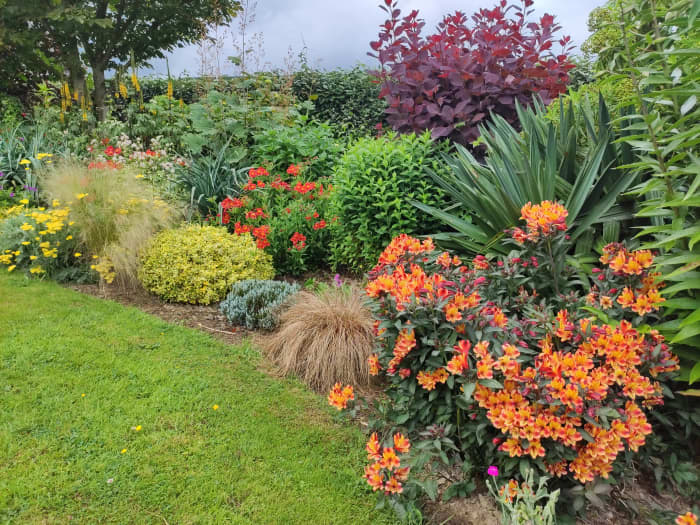 Peruvian lilies like the orange Alstroemeria 'Tesronto' (Indian Summer) shown here make a beautiful addition to any garden.