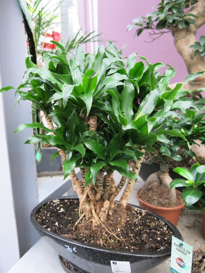 The compact design of this Dracaena makes it a stylish fit for a modern motif.