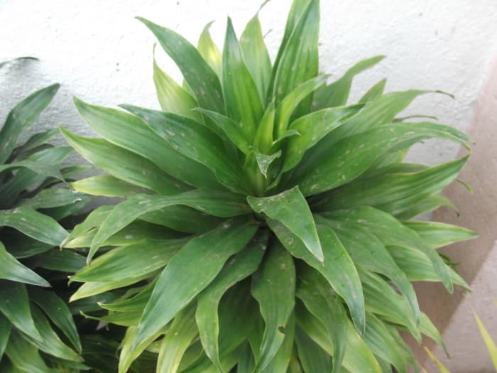 Remove any yellow or brown leaves from your plant. This usually indicates that you're not watering it enough.