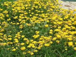 Birds Foot Trefoil produces nectar-rich tiny yellow flowers we used to call 'Dutchman's Britches'. This plant fixes nitrogen in the soil, as do all clovers.