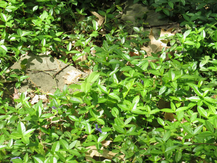 Vinca has tiny blue flowers in the spring, and quickly covers any area. Its height never exceeds 2" to 21/2".