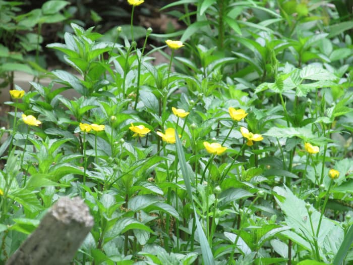 I have wildflower patches here and there to accommodate the butterflies and bees that like to visit them. When they set seed in the fall, birds will eat some of those seeds all winter long.