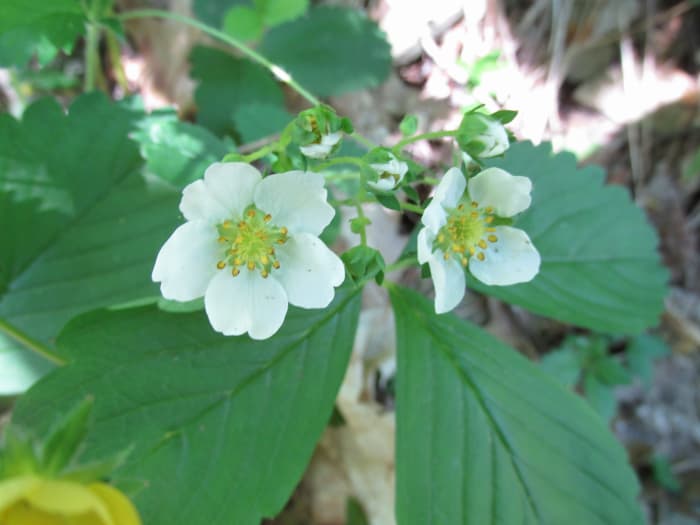 Wild strawberries are bird, bee and butterfly magnets. It takes a lot of these tiny berries to make a shortcake!