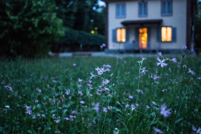 Look at your garden at night to find pests you would miss in the daylight.