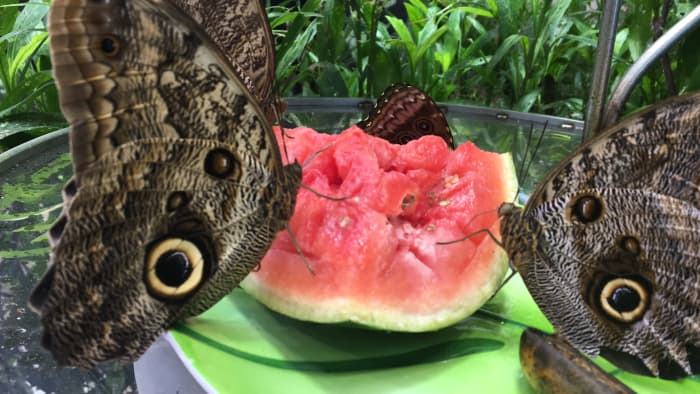 Overripe watermelon might seem yucky to you, but it makes a fantastic meal for a butterfly!