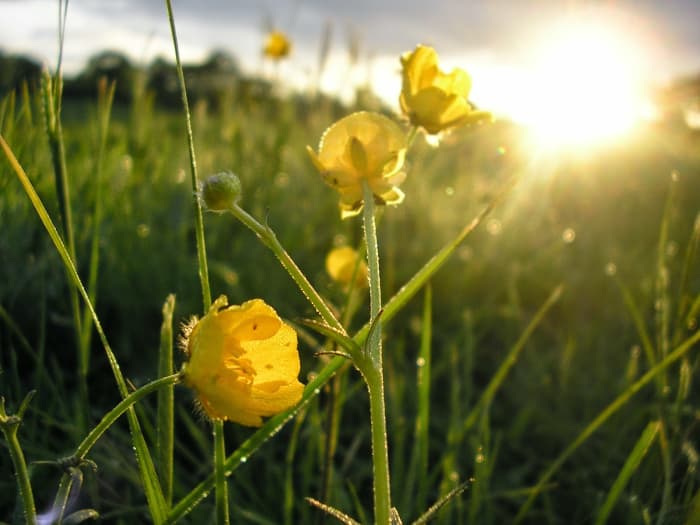For the sun rises with scorching heat and withers the plant; its blossom falls and its beauty is destroyed.