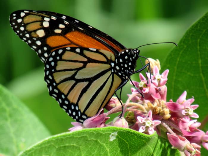 How to Attract Butterflies to Your Garden With Both Plants and Fruit ...