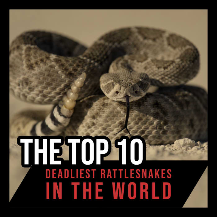 What is the world's deadliest rattlesnake? Which species is the most dangerous to humans? This article answers these questions (and more) as it examines and ranks the world's deadliest species of rattlesnake.