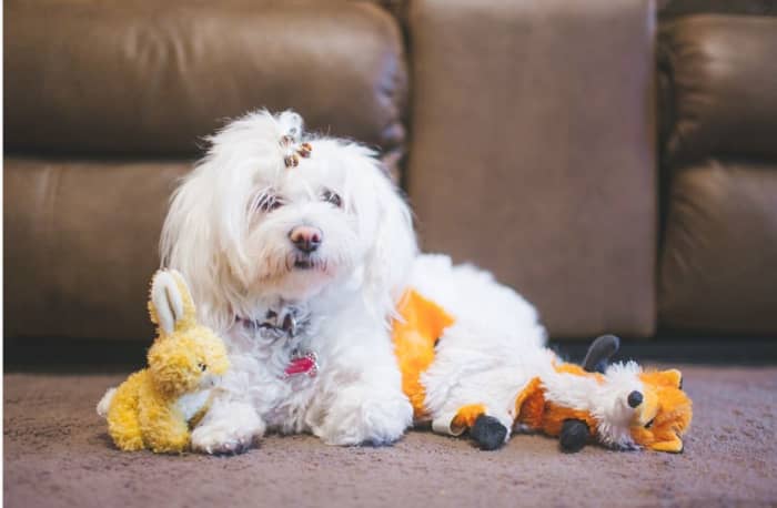 Before sitting on the couch, make sure to provide your dog with some toys or a fun activity to engage him,