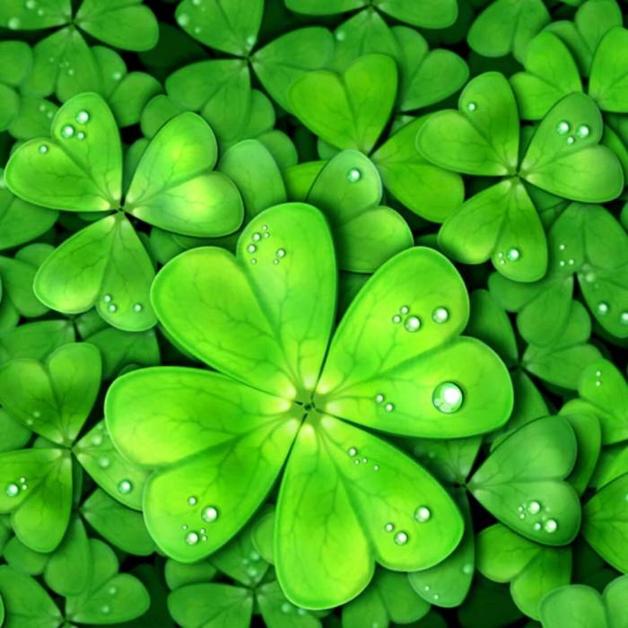 Fun fact: I found not one, but two four leaf clover 4 years ago and they did bring me luck!