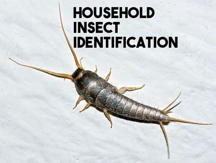 Household Insect Identification: Common Insects Around the Home - Owlcation