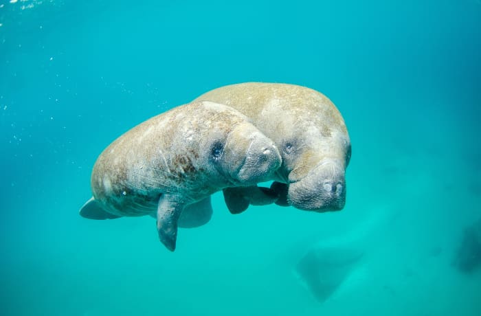 Manatee Species, Facts, and Problems: Intriguing Sea Cows - Owlcation