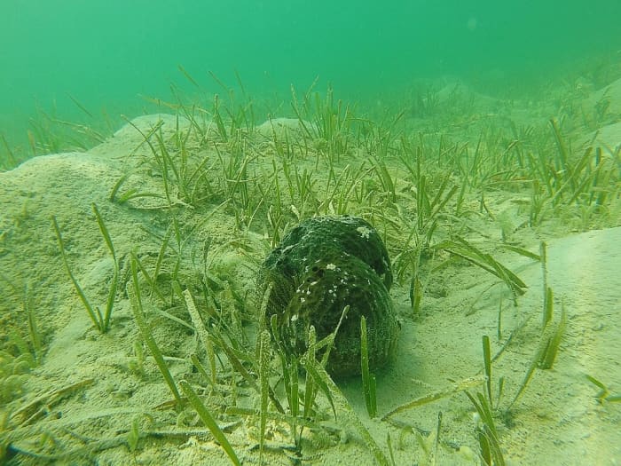 Turtle grass, a sponge, and (on the left of the sponge and partially hidden) a sea anemone in Florida
