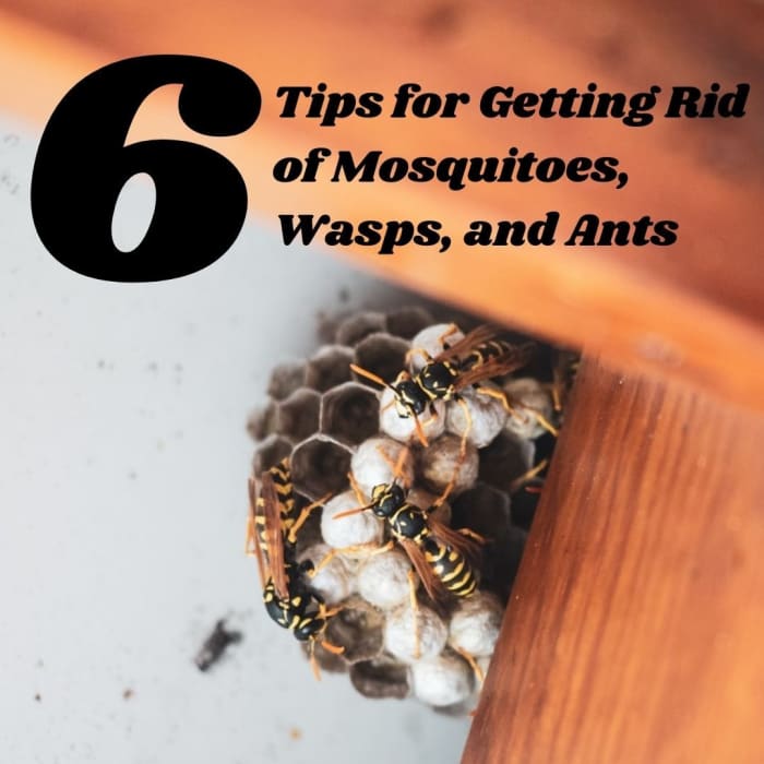 In this article, I'll share with you some of the tips and tricks I learned for how to deal with ants, wasps, and mosquitoes.