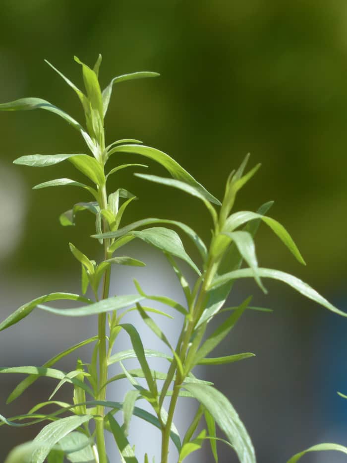 Fresh tarragon