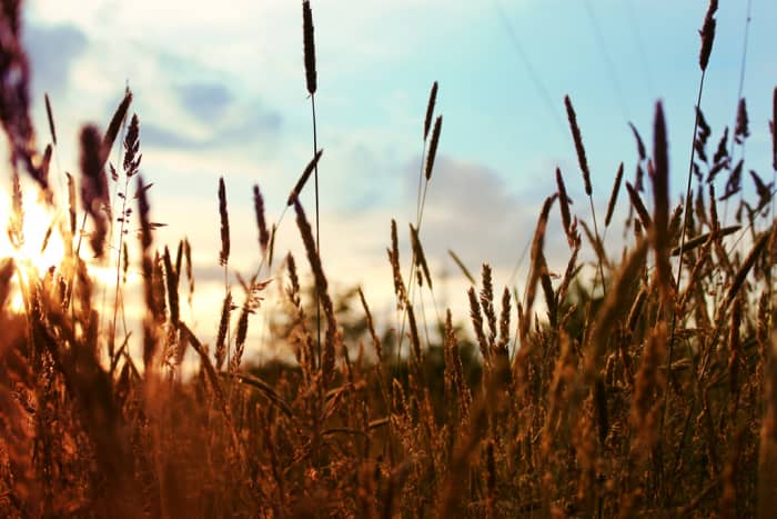 Determining a successful method of Sustainable Agriculture is becoming more and more important for the survival of the inhabitants of the earth.