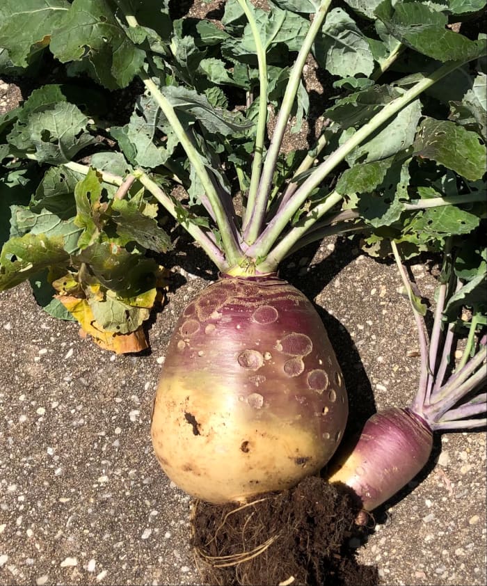 This is the last rutabaga from our garden this spring (2021). It weighed in at a little over 4 pounds, and had even started growing it's own pup. It's the largest one I have ever seen.