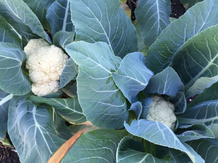 Though I didn't know it at the time, these beautiful baby cauliflowers were destined to become toxic.
