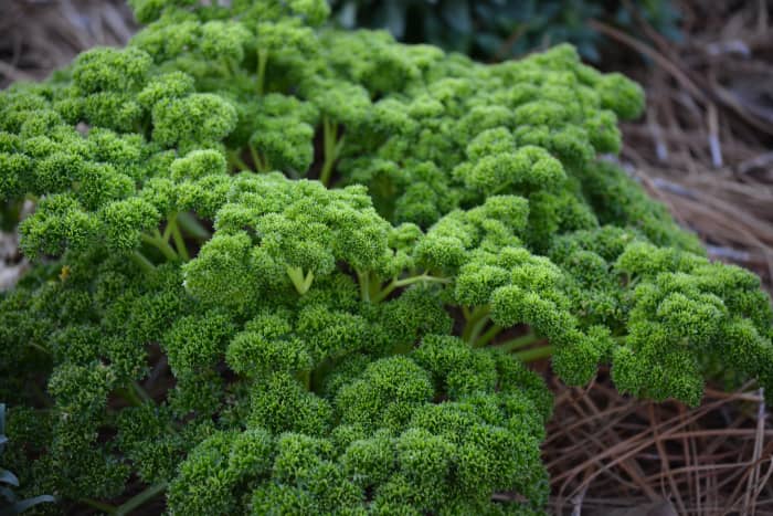 Curly parsley planted among yellow and hot pink snapdragons for a beautiful winter flower bed.