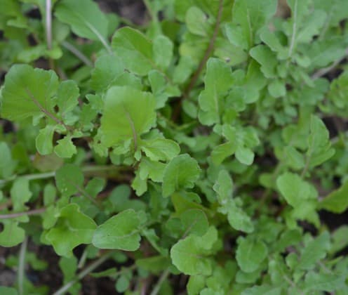 Arugula in my kitchen garden last season added a nutty, peppery taste to our salads.