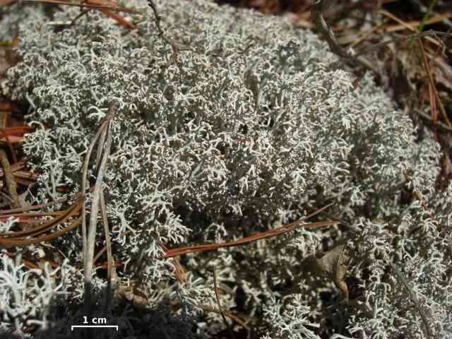 The Ancient World of the Colourful and Enduring Lichens - HubPages