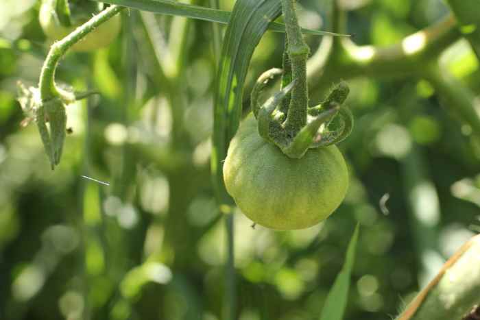 6 Ways to Ripen Green Tomatoes Indoors - Dengarden