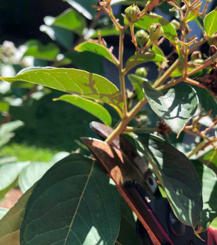 Here's a look at where to cut -- just above the first leaf below the flower cluster.