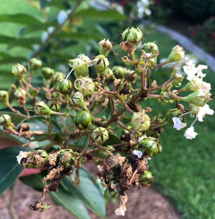 It's time to remove those spent blooms. Once these green seed pods turn brown, it will be too late.
