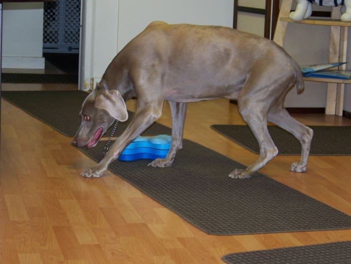 Titan on his weekly visit to dog swimming lessons - notice his bent hind-legs, this was his normal standing gait as BPS made him weak he could no long stand his hind-legs up tall