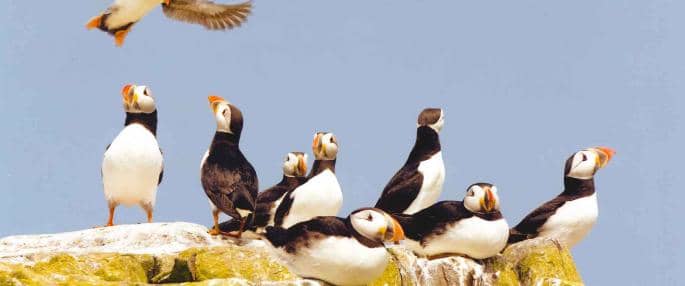 Something else Lindisfarne and the Farne Islands in general are famed for: puffins, a study from the files of the National Wildlife Trust