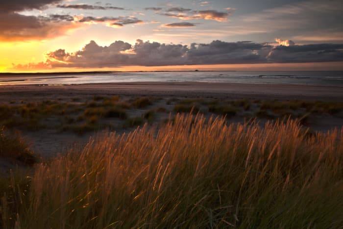 Budle Bay, marram grass blows in a gentle breeze from landward - this vegetation prevents the loss of land to strong sea currents by roots binding sand and soil