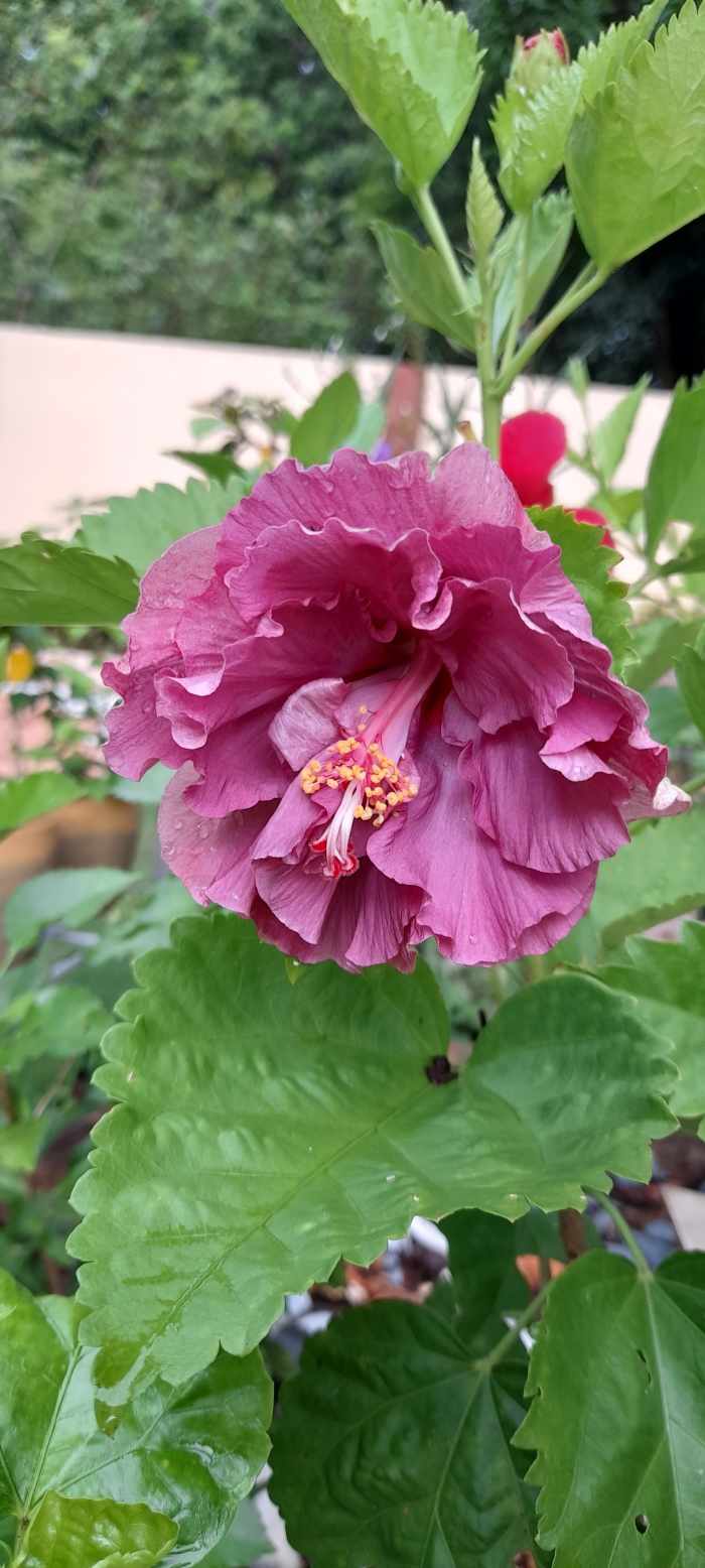 Bloom like a flower that never fades the color. As the days pass by, it surprises us how it delights the day. Never lose hope when something goes down,instead rise up and show the blooming color of hope and faith.