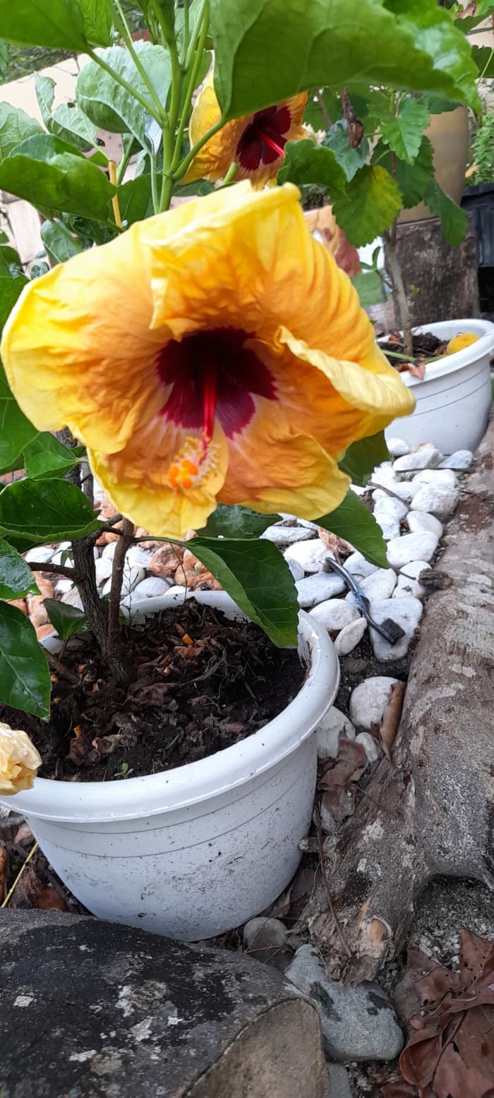 Flowers never stop to bloom to make people happy.It enlightens its gardener's place and delights its tiller. This yellow Hibiscus is a reminder to me that whenever life is getting tough, there is always hope that comes out...