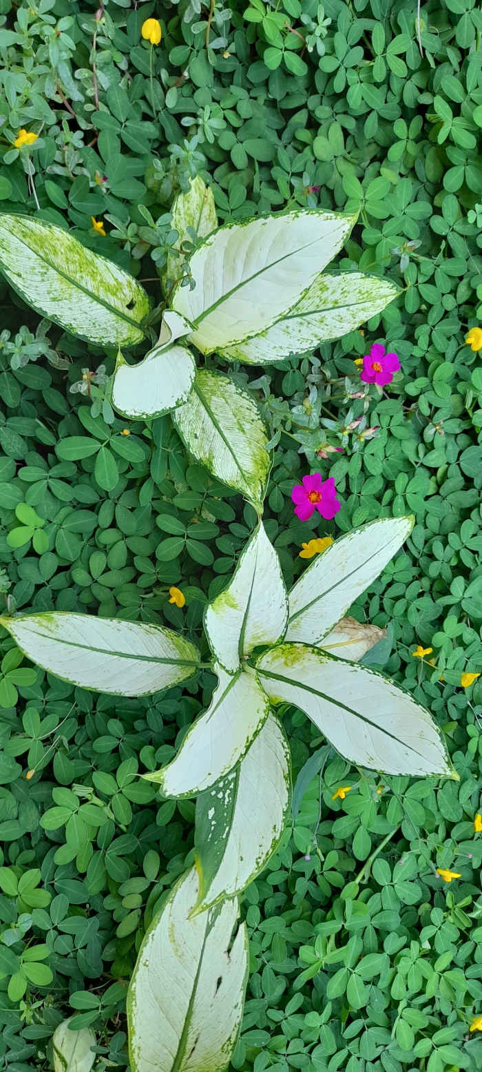 The thousand colors of plants only tells us that God has thousand ways to make us happy and satisfied.The light and dark shades are like experiences that add beauty to the life of every person. The odd and even experiences give lessons to our life.