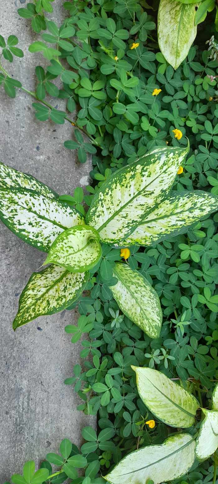 With the different shapes of a leaf, we can see that we can also be of different ways of life. We either appreciate or reject, we either rejoice or lament. We may choose to grow or just stay where we are and watch other step up the ladder of success.