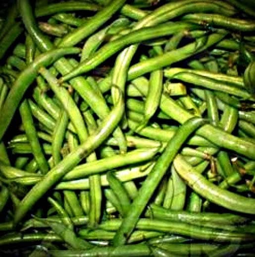 Spotlight view of the picked green beans from my garden. It was a good crop.Print by Sandyspider on Zazzle