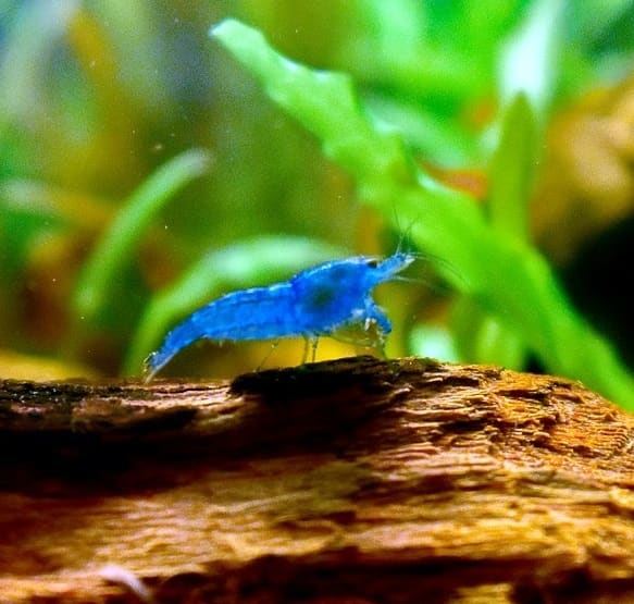 Aquarium shrimp is an excellent tank mate for a Betta. Shrimp spend their time eating algae off plants and extra food.