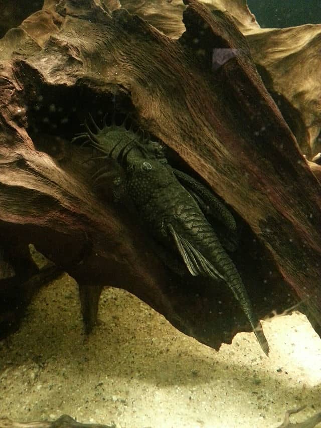 The Bristlenose Pleco will grow 2 to 5 inches in size. They are the best choice of Pleco to keep as a tank mate for your Betta.