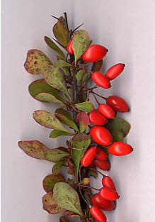 Buckthorn, one of the ingredients in the Hoxsey Formula Buckthorn, one of the ingredients in the Hoxsey Formula