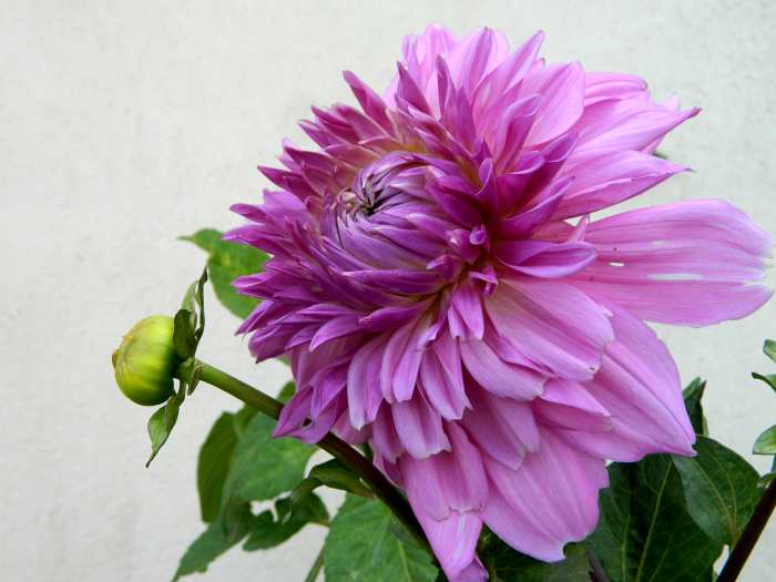 Note how round the fresh dahlia bud on the left is. Spent blooms will be more pointed.