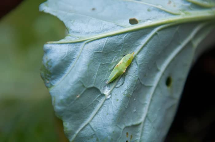 Cabbage worms can wreak havoc in your garden. Learn about a few ways to get rid of them without using harsh chemicals.