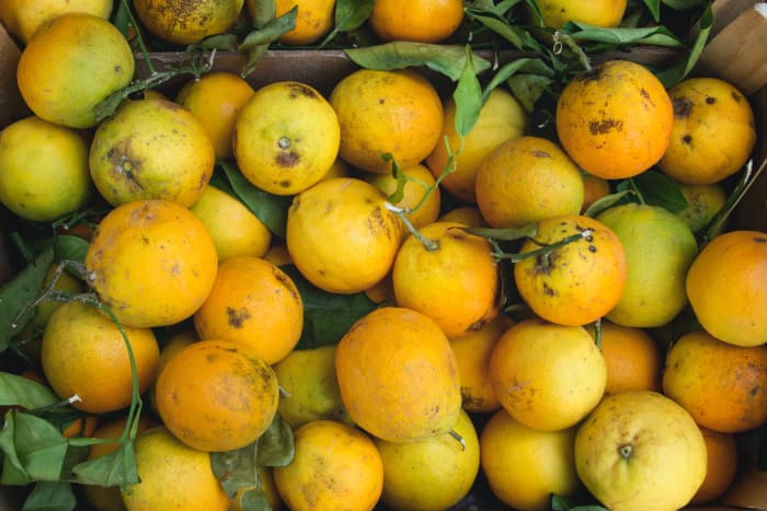 Caterpillars hate citrus, so an easy spray made with lemons, oranges, etc., can help repel cabbage worms.