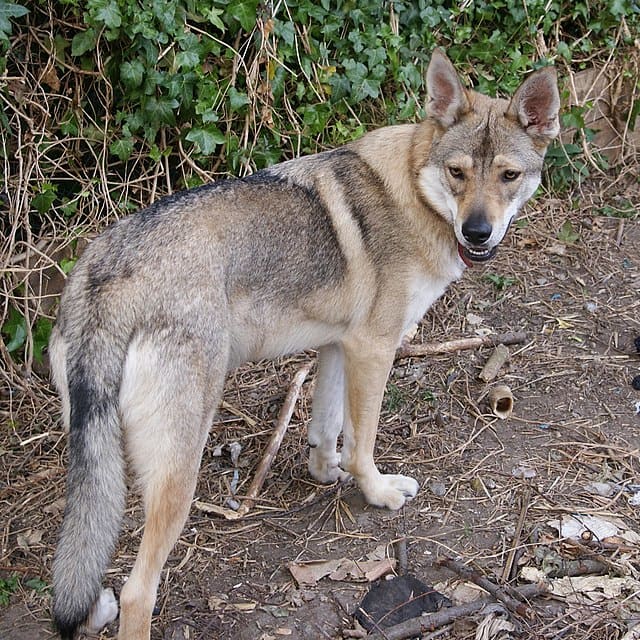Utonagan (or Northern Inuit Dog)